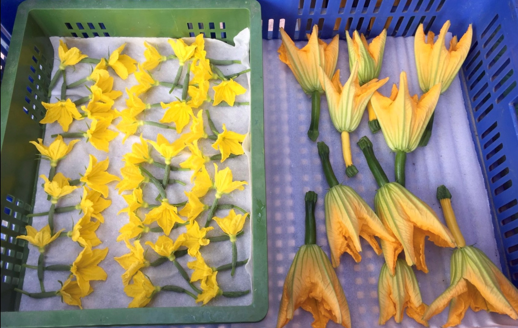 法國經典食譜10 櫛瓜花鑲肉fleurs De Courgettes Farcies Lucie Chic Gourmet